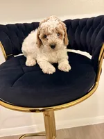 Lorena, a female Poodle - Toy  for sale in Houston, TX – 3 of 6