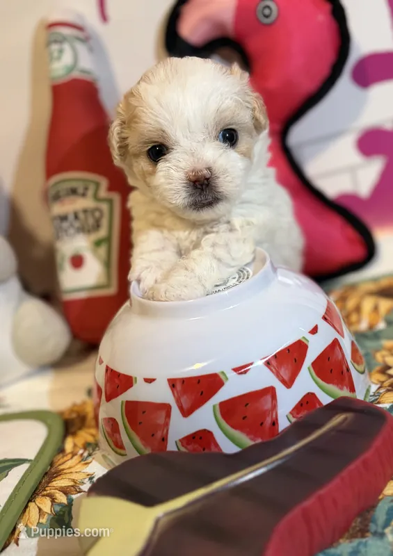 Anika – Poodle - Toy  puppy for sale in Houston, TX