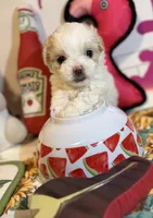 Anika, a female Poodle - Toy  for sale in Houston, TX – 1 of 10
