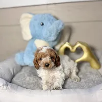 Royal, a male Poodle - Toy  for sale in Houston, TX – 7 of 9