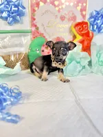 Adam, a male Chihuahua for sale in Houston, TX – 3 of 8