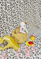 Dolly, a female Chihuahua for sale in Houston, TX – 4 of 7