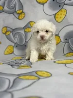 Bubbles, a female Maltipoo for sale in Houston, TX – 2 of 6