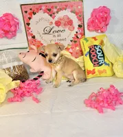 Devi, a female Chihuahua for sale in Houston, TX – 4 of 8