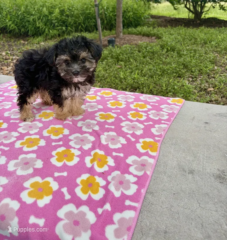Coralie – Yorkshire Terrier puppy for sale in Houston, TX