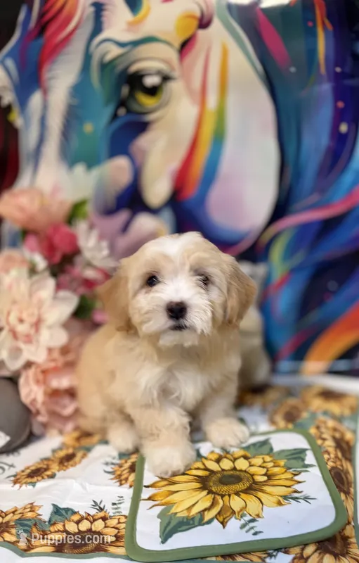 Dolce – Maltipoo puppy for sale in Houston, TX