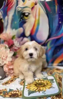 Dolce, a female Maltipoo for sale in Houston, TX – 1 of 6