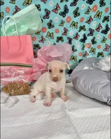 Sapphire , a female Chihuahua for sale in Houston, TX – 8 of 10