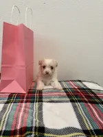 Dynasty , a female Maltipoo for sale in Houston, TX – 2 of 8