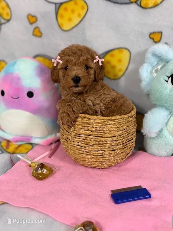  Lady – Poodle - Toy  puppy for sale in Houston, TX