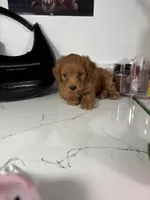 Tiffany , a female Maltipoo for sale in Houston, TX – 4 of 5