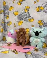  Lady, a female Poodle - Toy  for sale in Houston, TX – 3 of 7