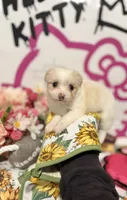 Dandelion , a female Maltipoo for sale in Houston, TX – 2 of 9