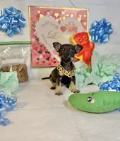 Adam, a male Chihuahua for sale in Houston, TX – 5 of 8