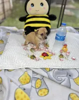 Emily, a female Chihuahua for sale in Houston, TX – 8 of 9