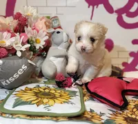 Dandelion , a female Maltipoo for sale in Houston, TX – 4 of 9