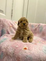 Biscotti, a male Poodle - Toy  for sale in Houston, TX – 3 of 6