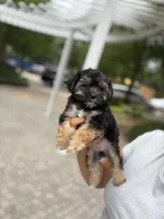 Coralie, a female Yorkshire Terrier for sale in Houston, TX – 5 of 10