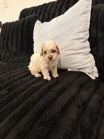 Biscuit, a male Poodle - Toy  for sale in Houston, TX – 4 of 6
