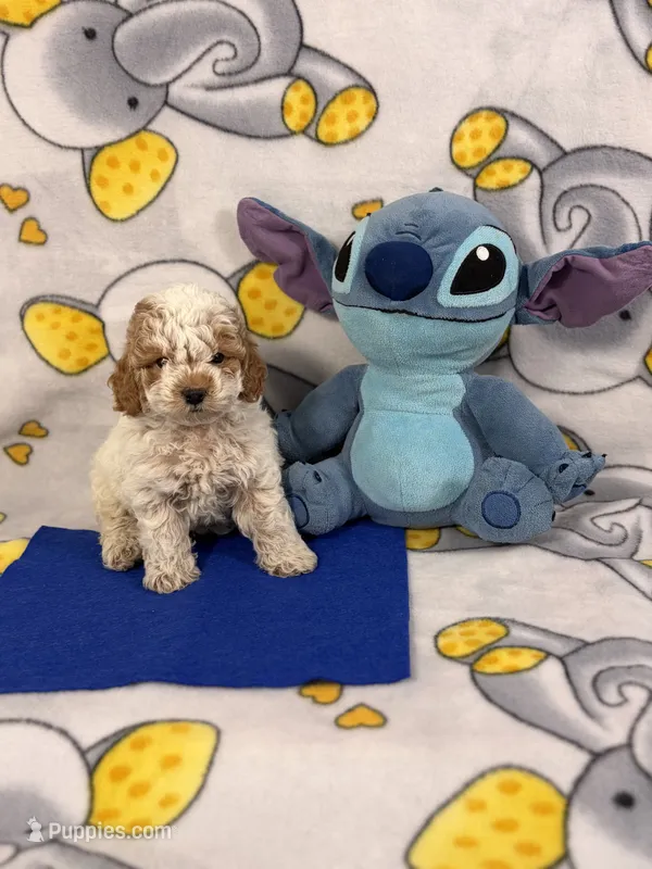 Biscuit – Poodle - Toy  puppy for sale in Houston, TX