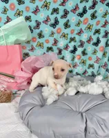 Sapphire , a female Chihuahua for sale in Houston, TX – 4 of 10