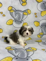 Khloe, a female Maltipoo for sale in Houston, TX – 2 of 5