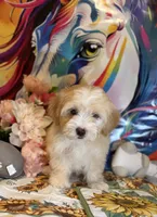Dolce, a female Maltipoo for sale in Houston, TX – 5 of 6