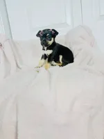 Bonnie, a female Chihuahua for sale in Houston, TX – 2 of 7