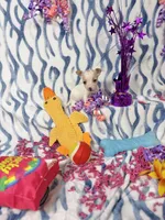 Ballerina, a female Chihuahua for sale in Houston, TX – 5 of 10