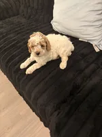 Lorena, a female Poodle - Toy  for sale in Houston, TX – 4 of 6