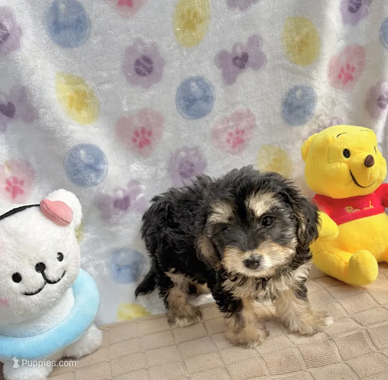 Buttercup – Yorkshire Terrier puppy for sale in Houston, TX