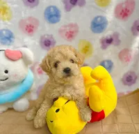 Dolce, a female Poodle - Toy  for sale in Houston, TX – 3 of 6