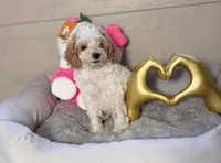 Aurora, a female Poodle - Toy  for sale in Houston, TX – 8 of 9
