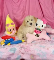 Chasity, a female Maltipoo for sale in Houston, TX – 3 of 6