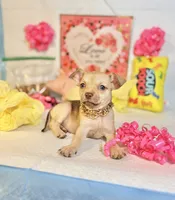 Cinnamon , a female Chihuahua for sale in Houston, TX – 3 of 8