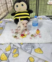 Sapphire , a female Chihuahua for sale in Houston, TX – 2 of 10