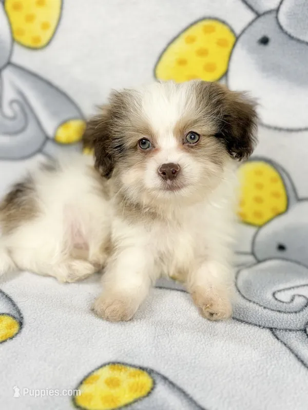 Duke – Maltipoo puppy for sale in Houston, TX