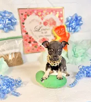 Adam, a male Chihuahua for sale in Houston, TX – 6 of 8