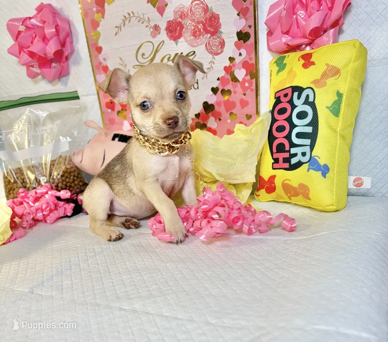 Cinnamon  – Chihuahua puppy for sale in Houston, TX