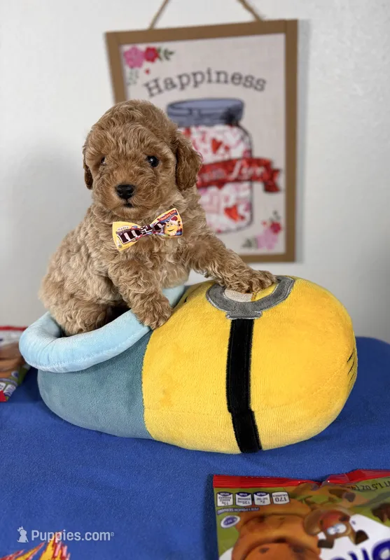 Biscotti – Poodle - Toy  puppy for sale in Houston, TX