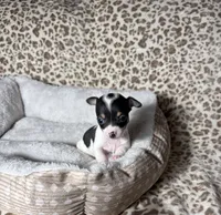 Betty boo, a female Chihuahua for sale in Houston, TX – 4 of 7