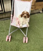 Royal, a male Poodle - Toy  for sale in Houston, TX – 9 of 9