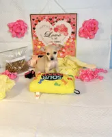 Mercy, a female Chihuahua for sale in Houston, TX – 2 of 8
