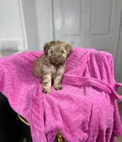 Autumn 🐻, a female Maltipoo for sale in Houston, TX – 6 of 9