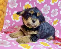 Fendi, a female Yorkshire Terrier for sale in Houston, TX – 3 of 3