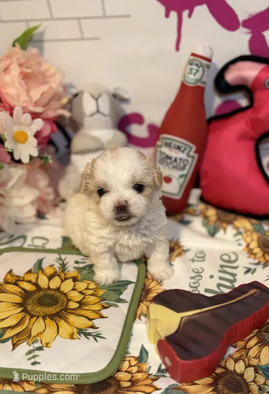 Anika🫖 – Poodle - Toy  puppy for sale in Houston, TX