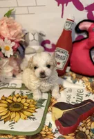 Allie🫖, a female Poodle - Toy  for sale in Houston, TX – 1 of 10
