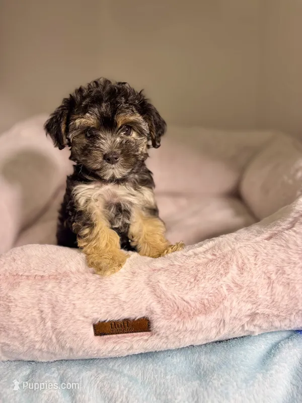 Coralie – Yorkshire Terrier puppy for sale in Houston, TX