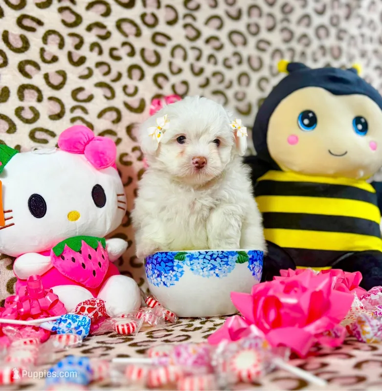 Bubbles – Maltipoo puppy for sale in Houston, TX