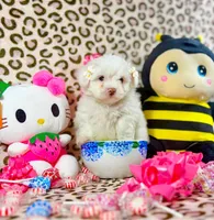 Bubbles, a female Maltipoo for sale in Houston, TX – 1 of 9